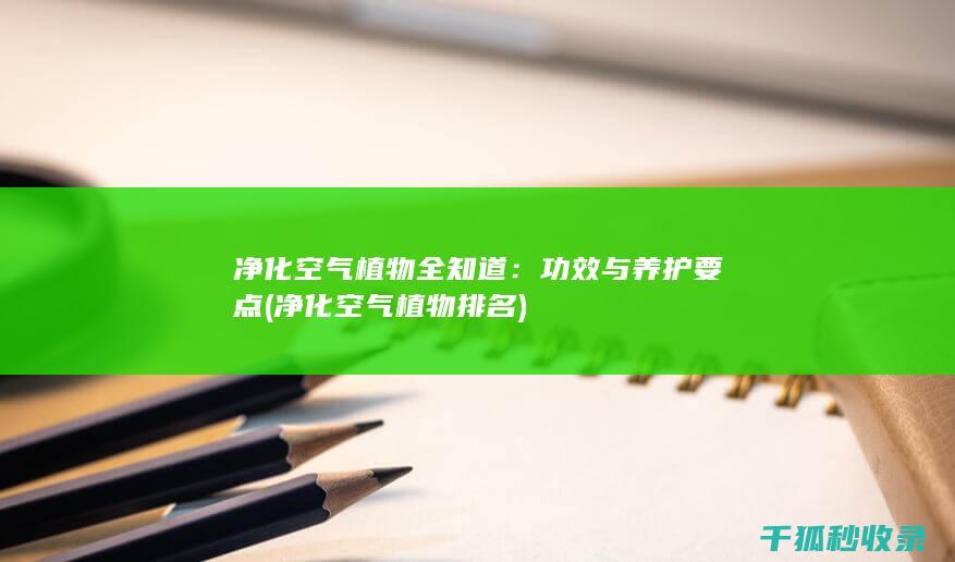 净化空气植物全知道：功效与养护要点 (净化空气植物排名)