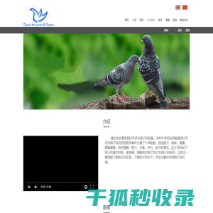 信鸽测评