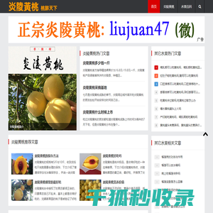 正宗炎陵黄桃基地直供